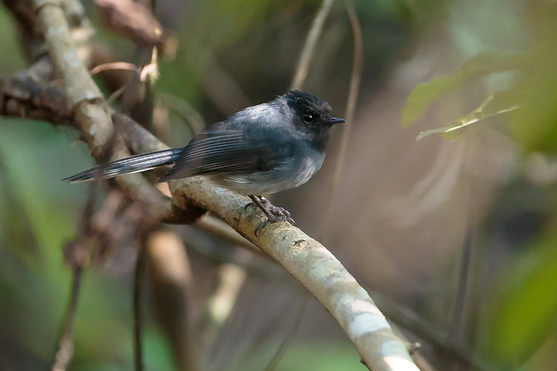 Birding at Mutinondo