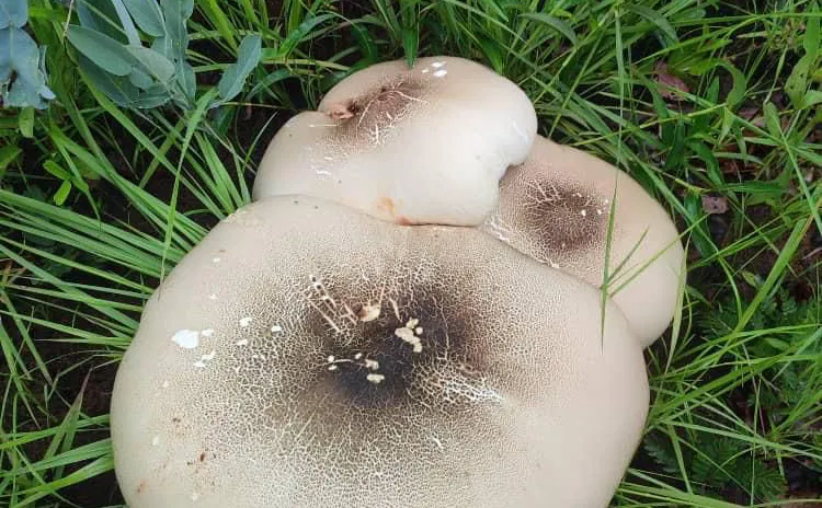 Mushrooms and Mushrooming