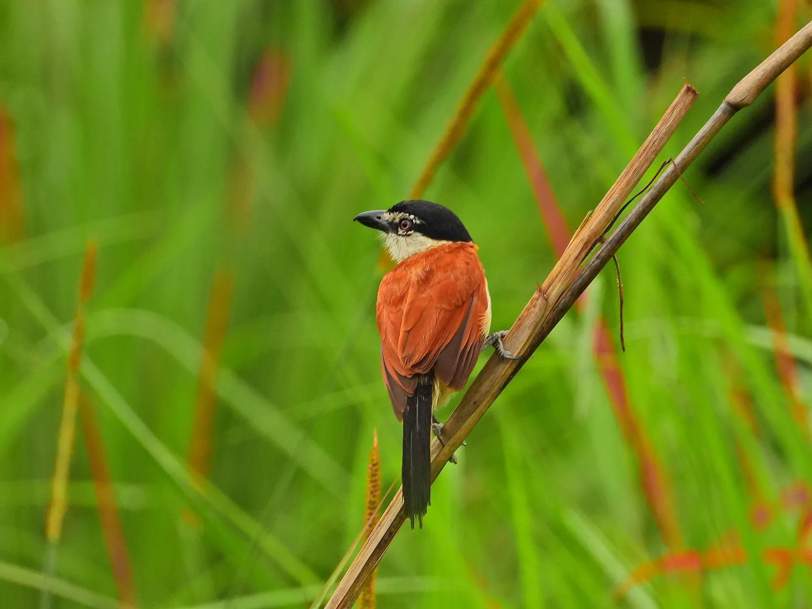 Wildlife at Mutinondo