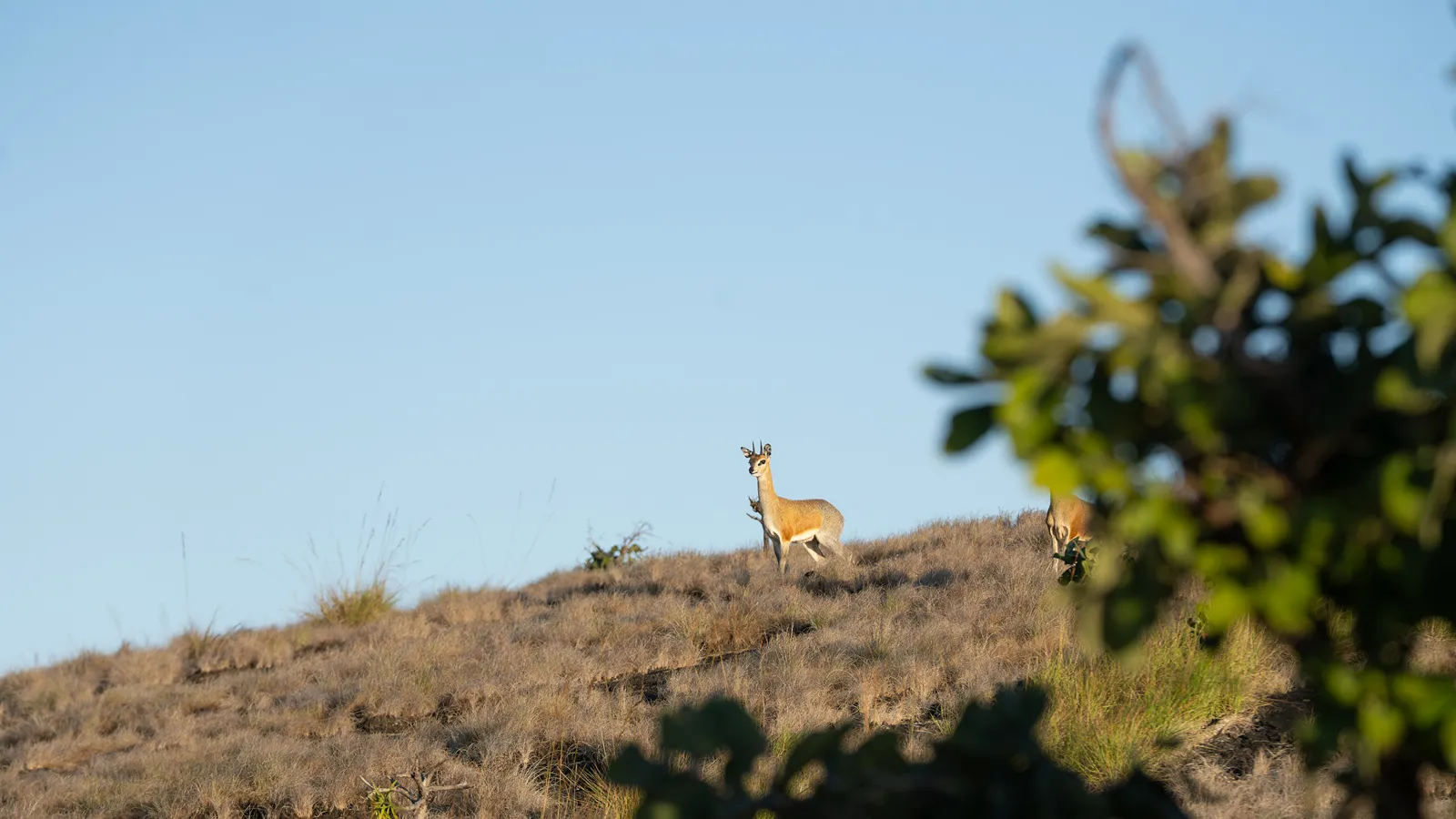 Klipspringer at Mutinondo