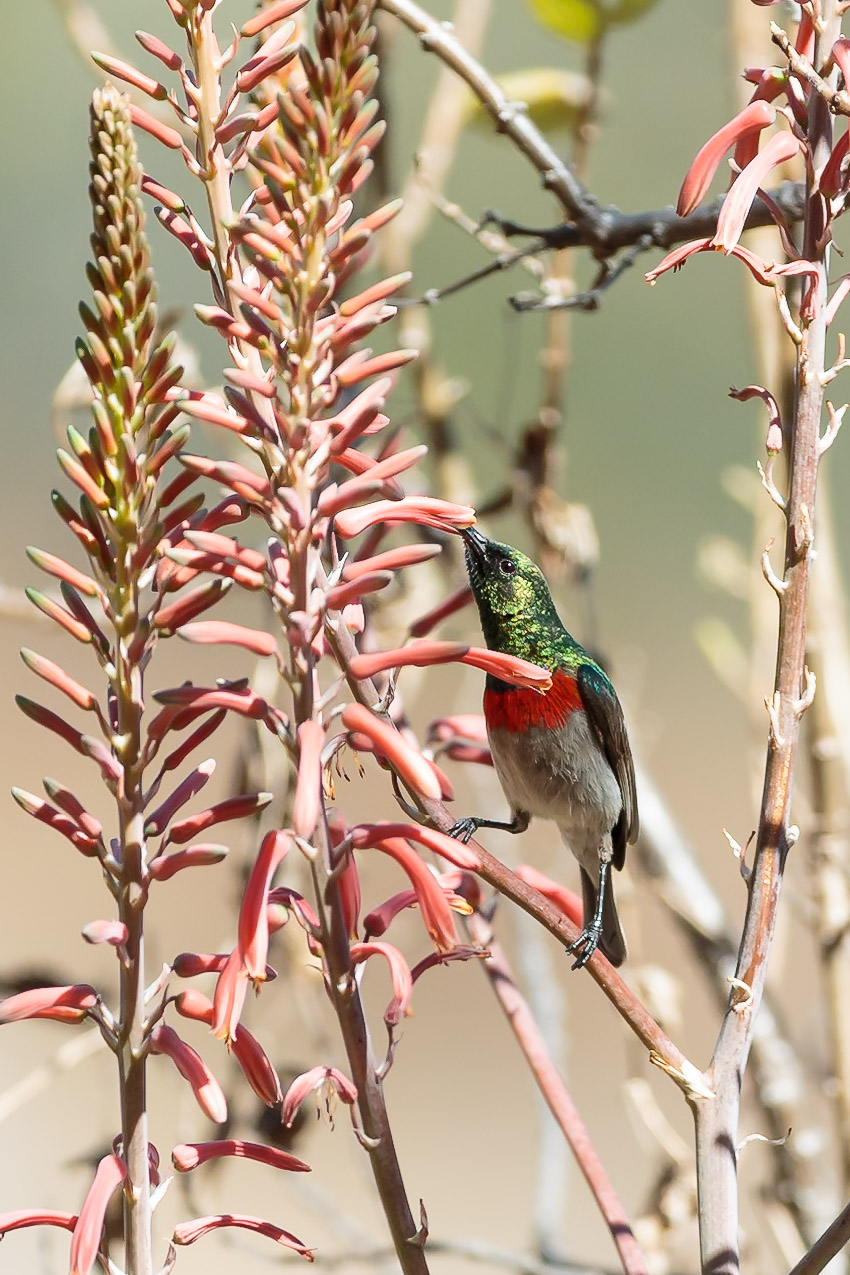 Wildlife at Mutinondo