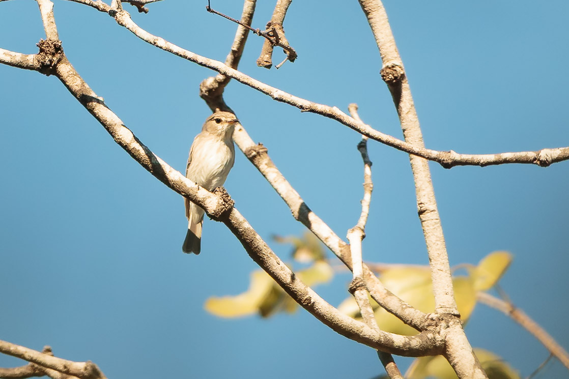 Wildlife at Mutinondo