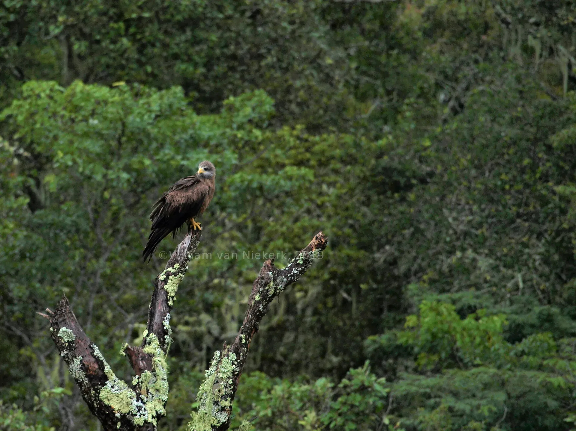 Birds of Mutinondo