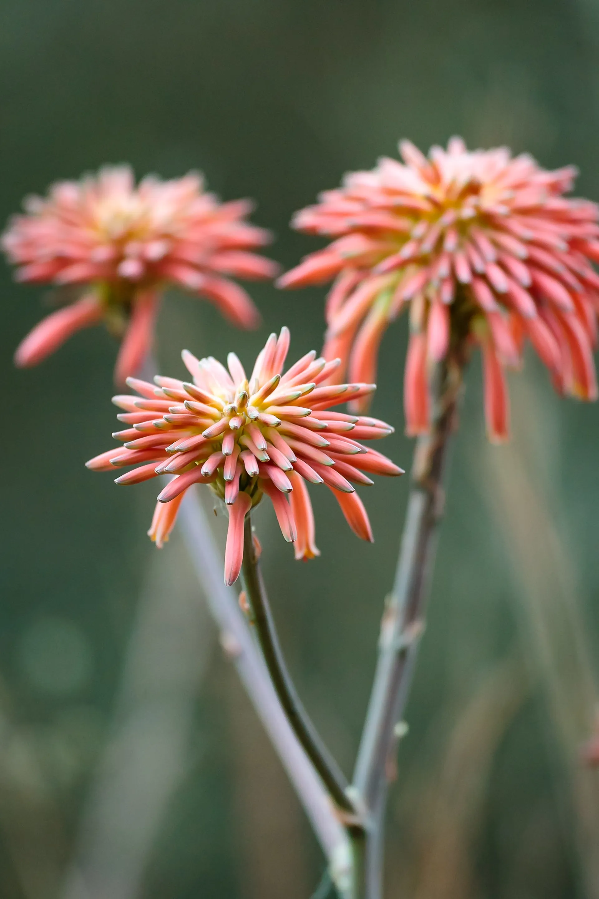 Botany, Miombo Woodland and Wild Flowers