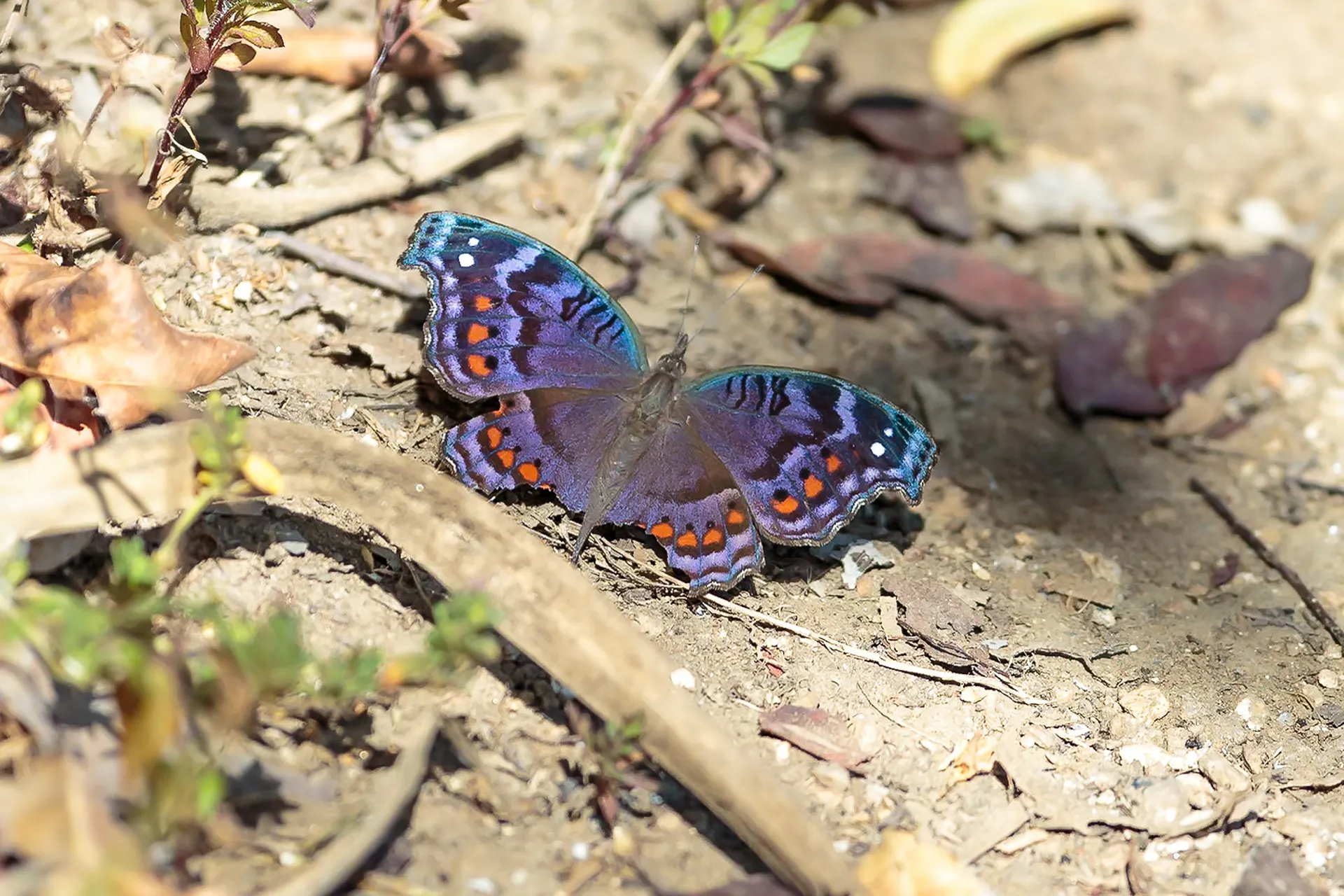 Butterflies of Mutinondo
