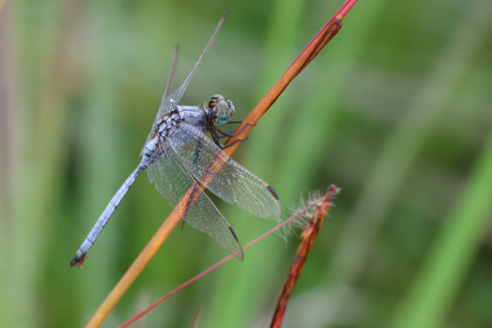 Dragonflies and Damselflies (Order Odonata)