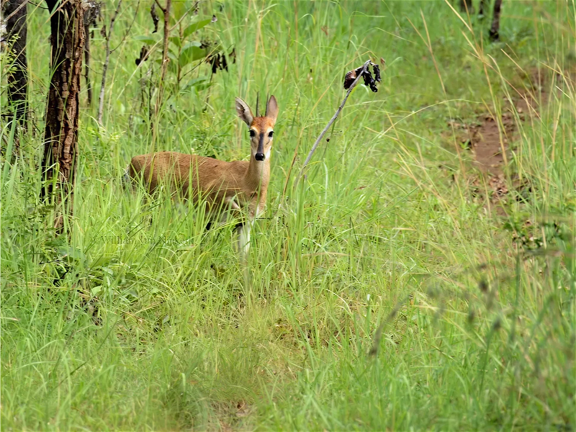 Mammals of Mutinondo
