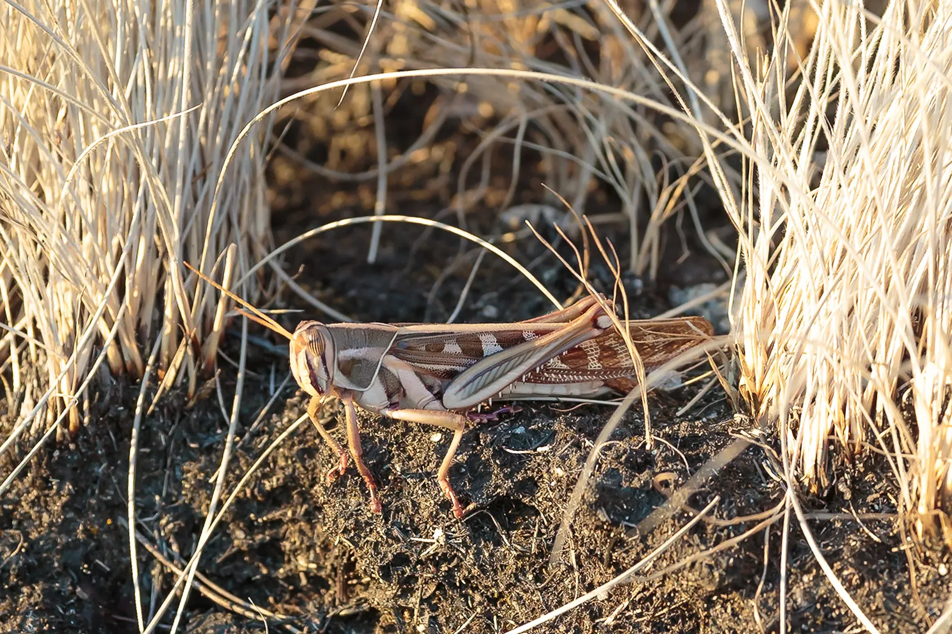 Smaller Wildlife of Mutinondo