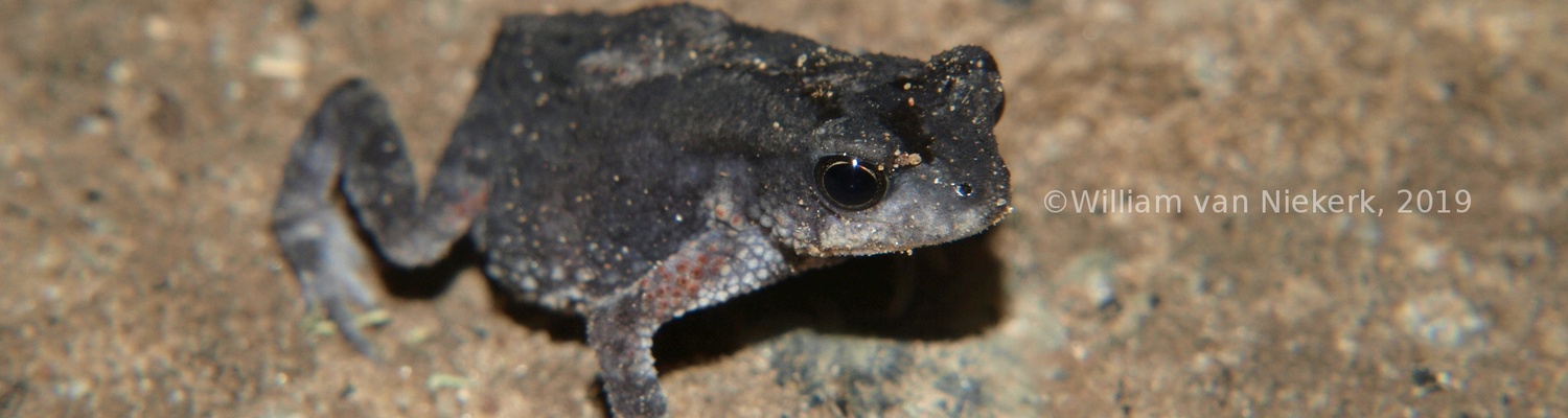 A dark-bellied pygmy toad, Mertensophryne melanopleura, at Mutinondo, Zambia