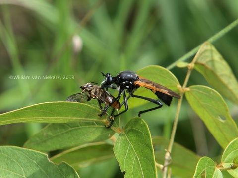 Lamyra gulo, a giant robberfly, preying on a leafcutter bee