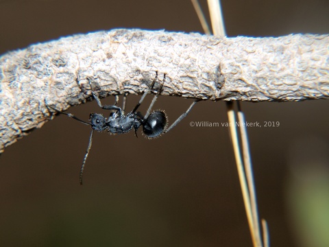 Polyrhachis schistacea, a spiny sugar ant, at Mutinondo