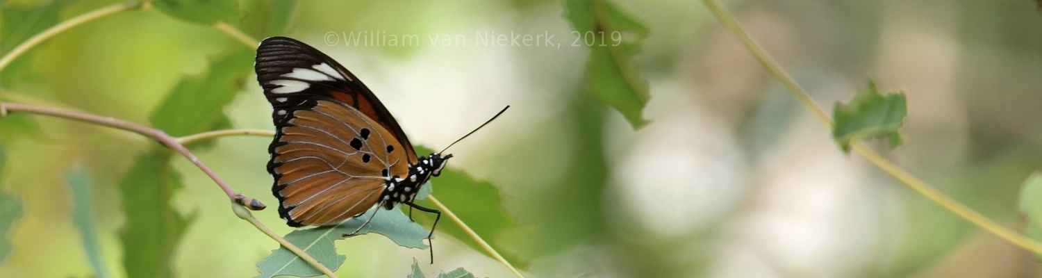 Pseudacraea poggei, a false Monarch/false Acraea at Mutinondo Wilderness, Zambia