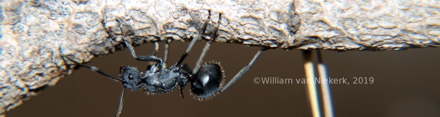 Polyrhachis schistacea, a spiny sugar ant, at Mutinondo