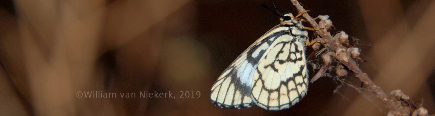 Alaena nyassa subsp. marmorata, algivorous butterfly at Mutinondo Wilderness, Zambia