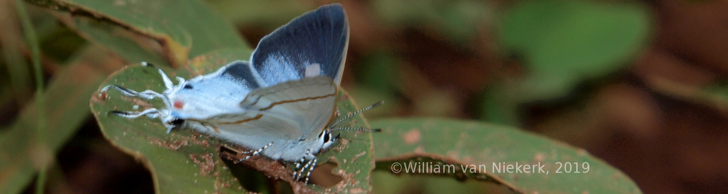 Hypolycaena liara, Zambia, Mutinondo, Butterflies, Lepidoptera