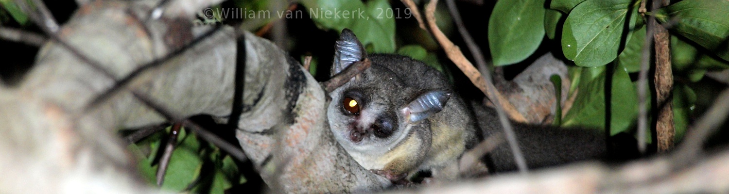 Take a torch if you&#39;re camping, and look out for lesser Bush-Baby (Galago moholi) in the trees in the Mutinondo Wilderness&#39; campsites. 