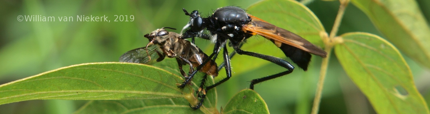 Lamyra gulo, a giant robberfly, preying on a leafcutter bee