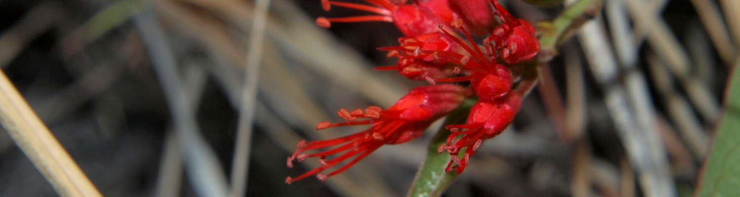 Combretum polypetalum, Zambia, Africa, Wildflower, Miombo, Botany, Inselberg, Mutinondo
