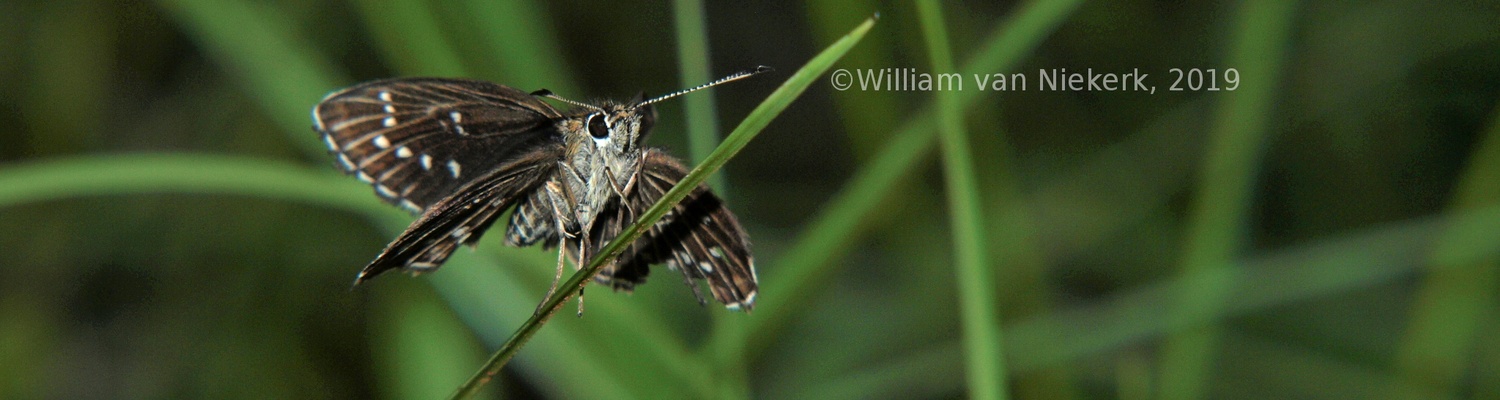 Astictopterus punctulata, Skipper, Butterfly, Lepidoptera, Mutinondo, Miombo, Zambia