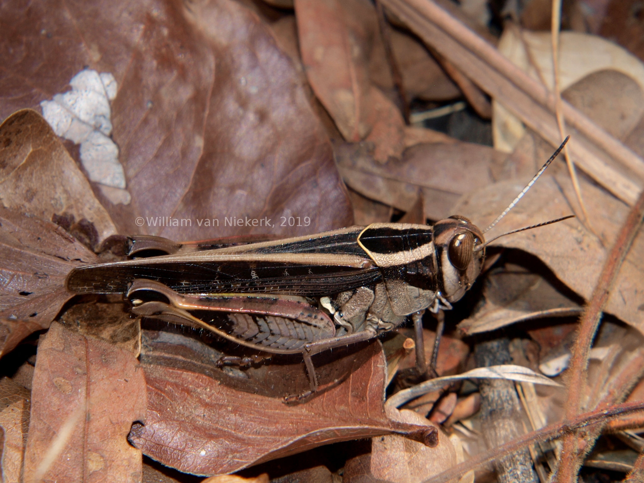 Acorypha mossambica