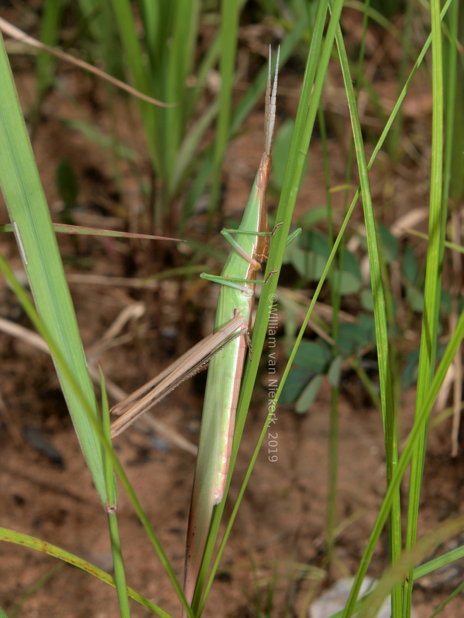 Acrida acuminata