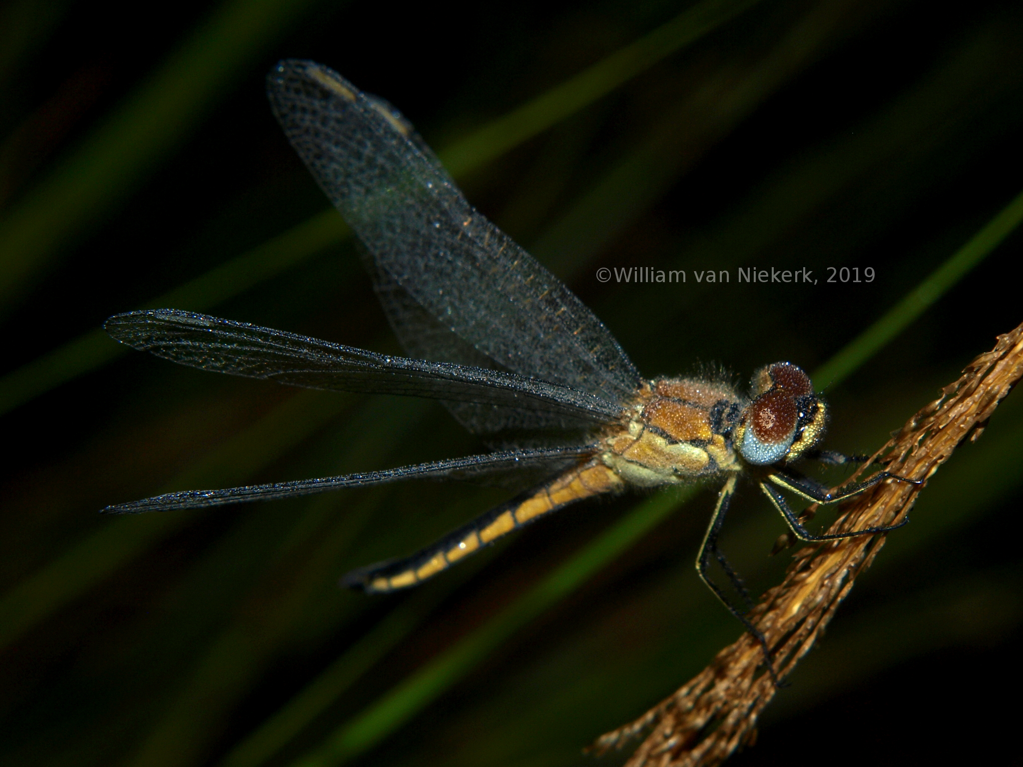 Aethiothemis solitaria