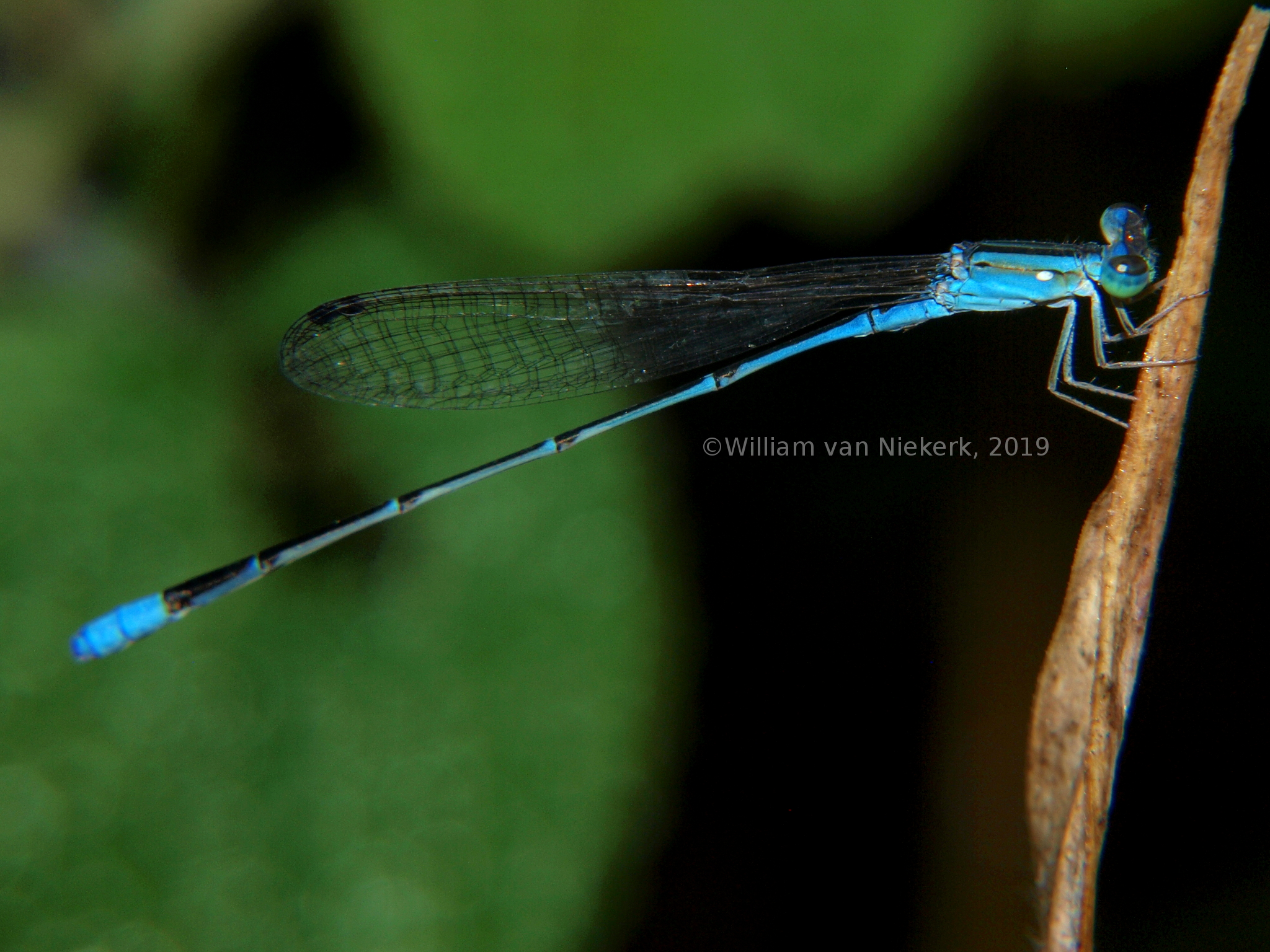 Africallagma sinuatum