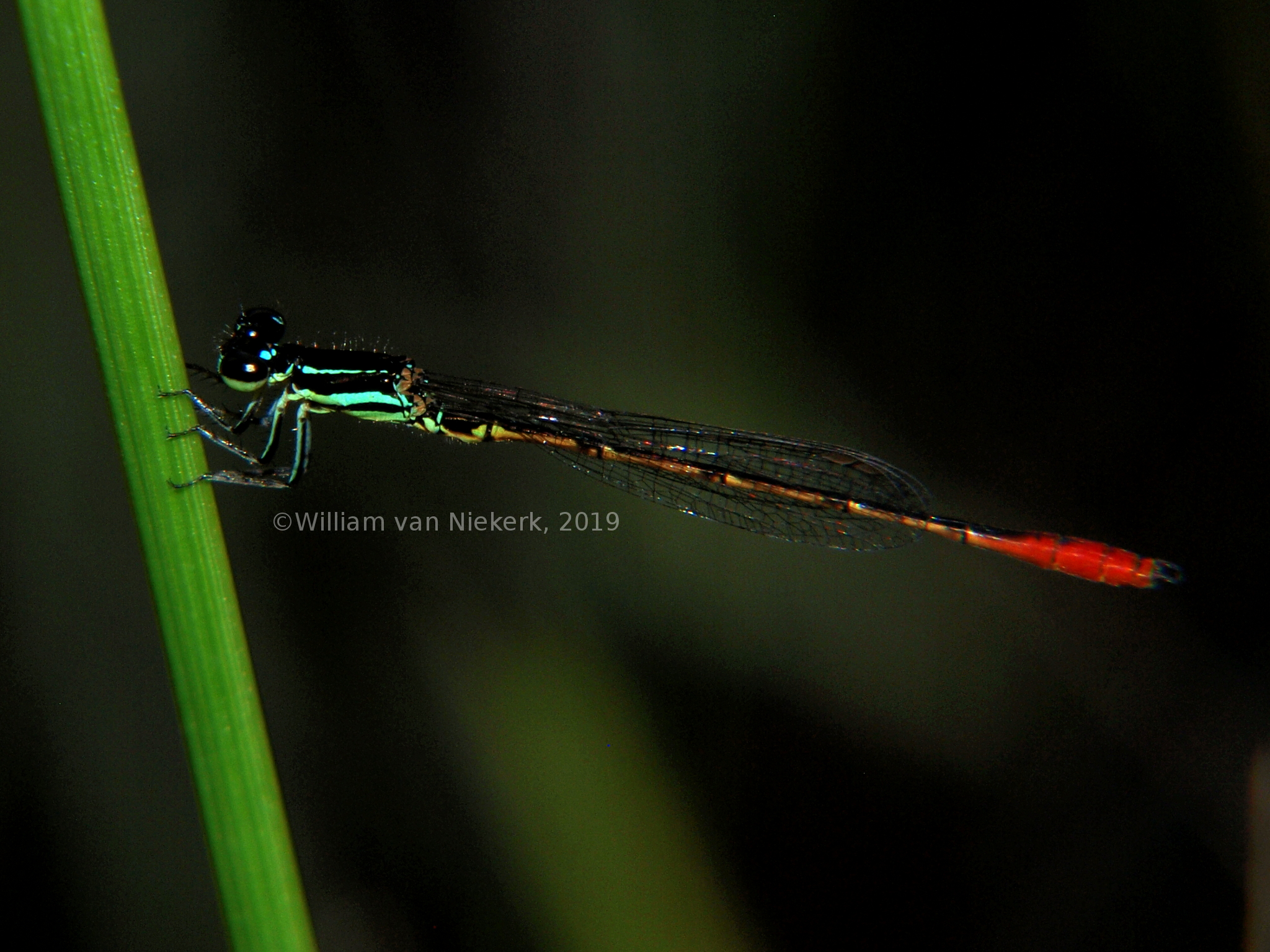 Agriocnemis victoria