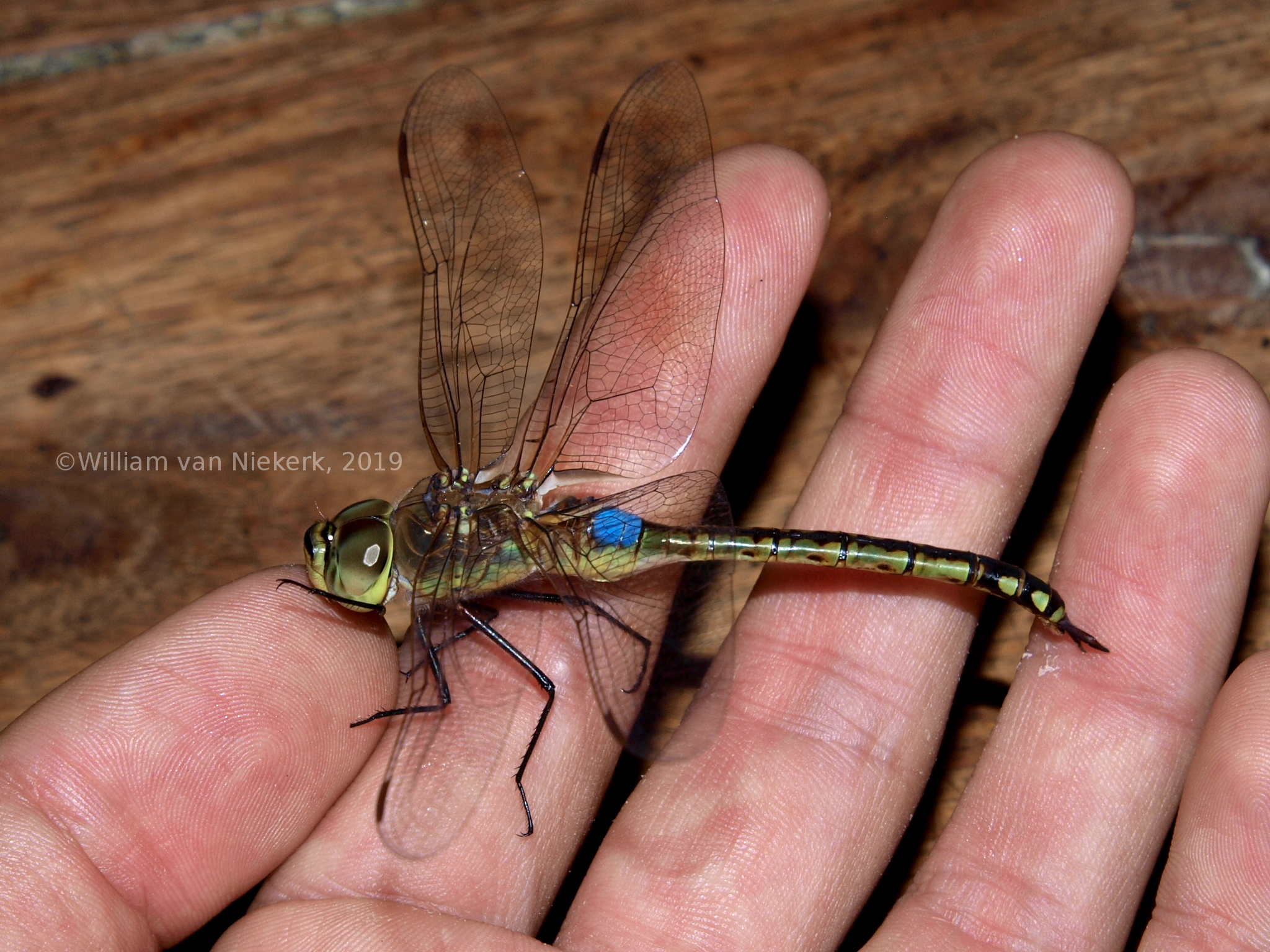 Anax ephippiger