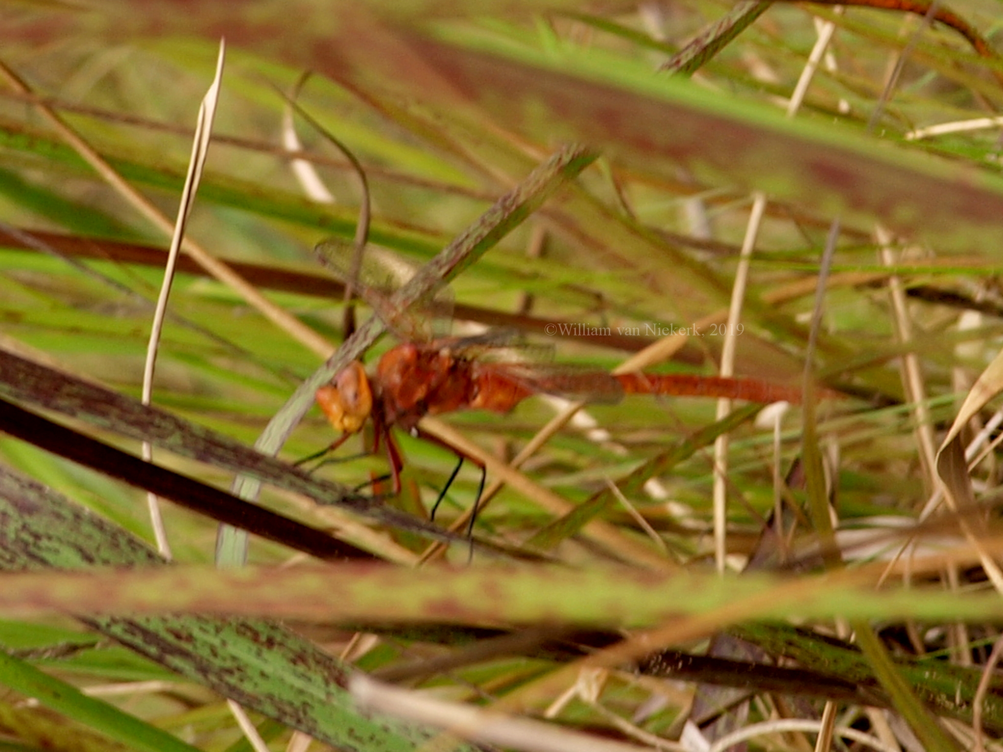 Anax speratus