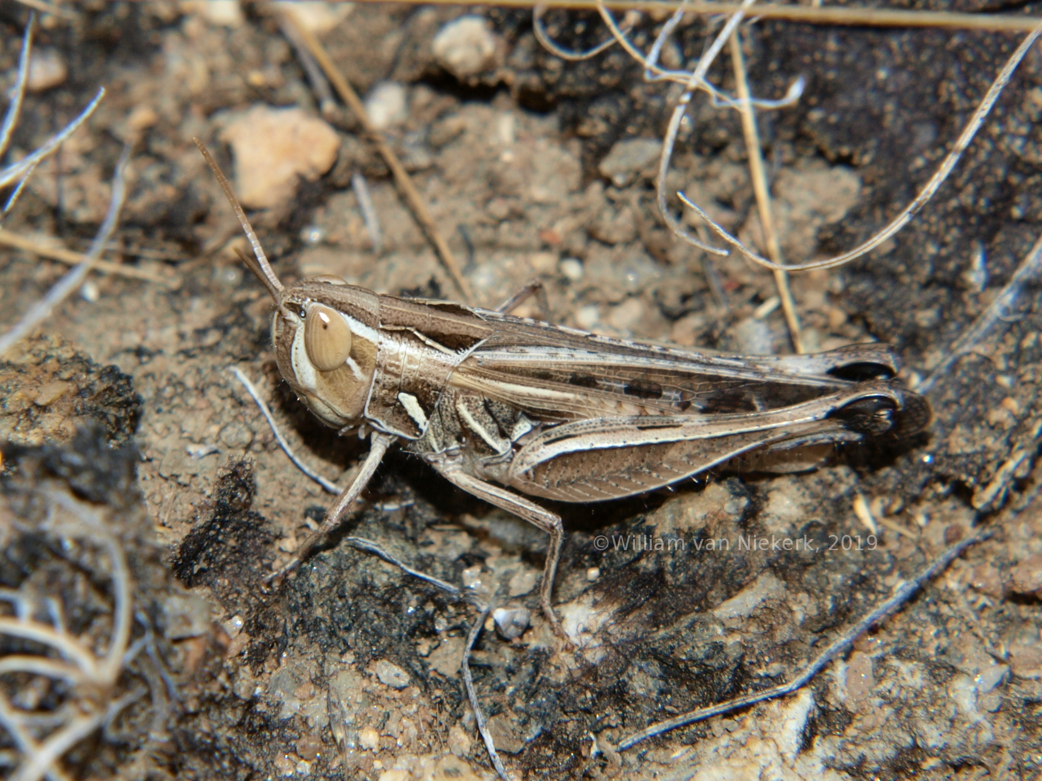 Aulacobothrus dorsatus