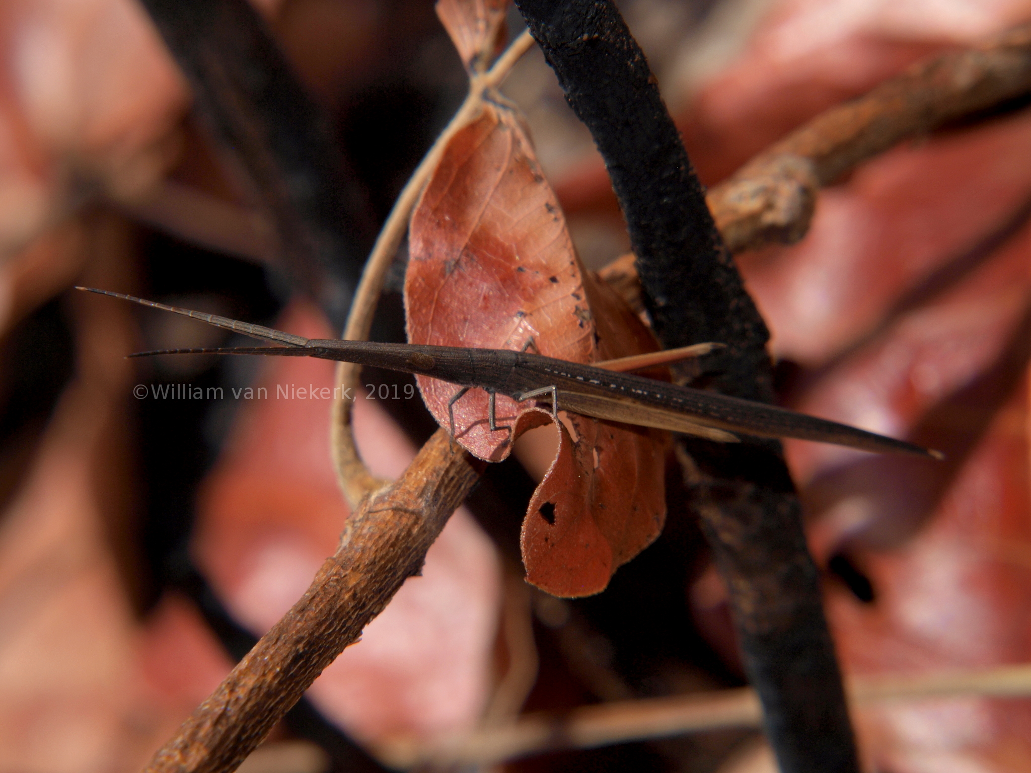 Cannula gracilis