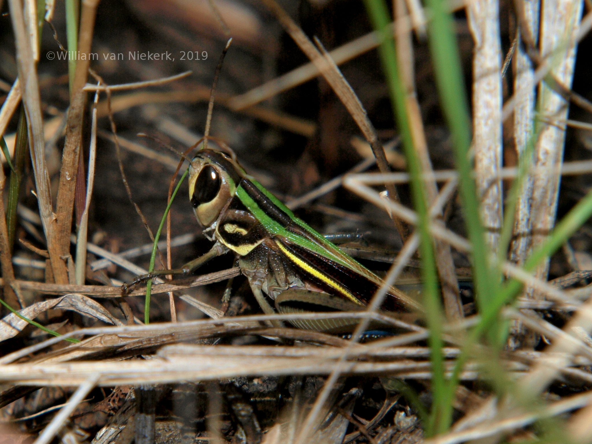 Cataloipus roseipennis