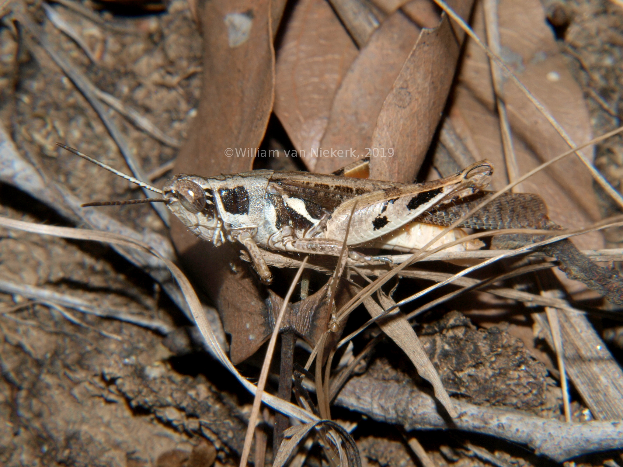 Catantops melanostictus