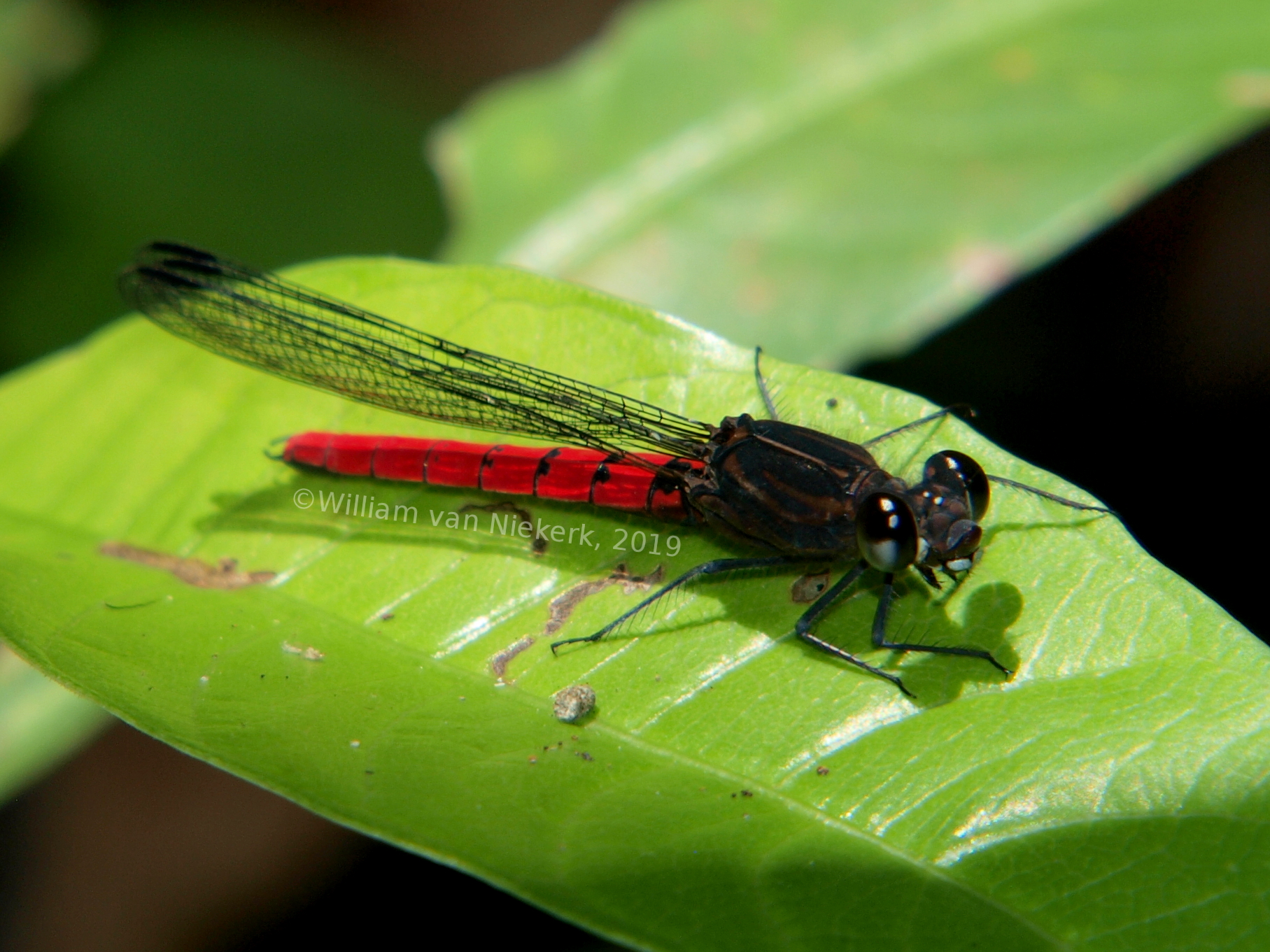 Chlorocypha consueta