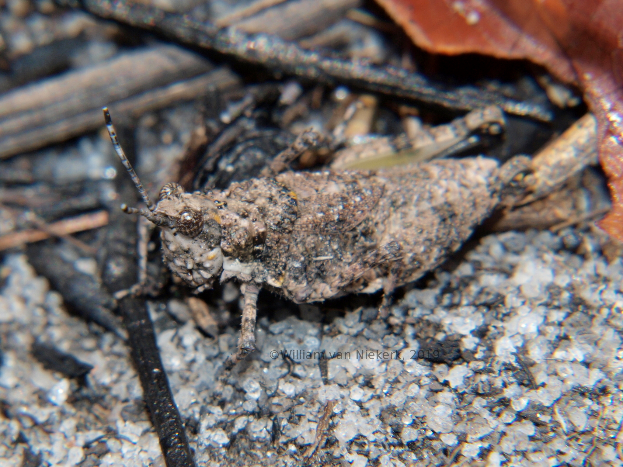 Chrotogonus hemiptera