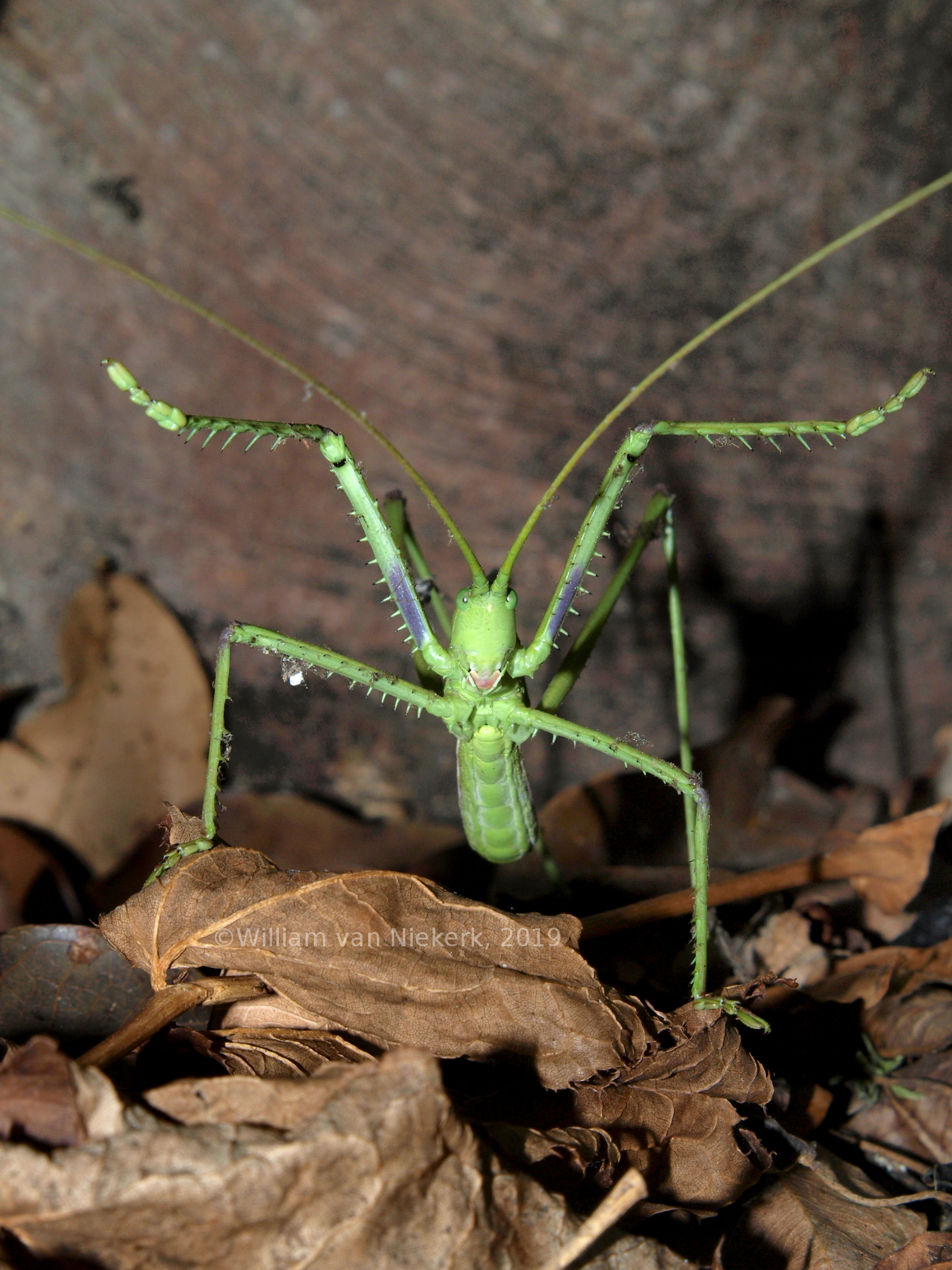 Clonia multispina