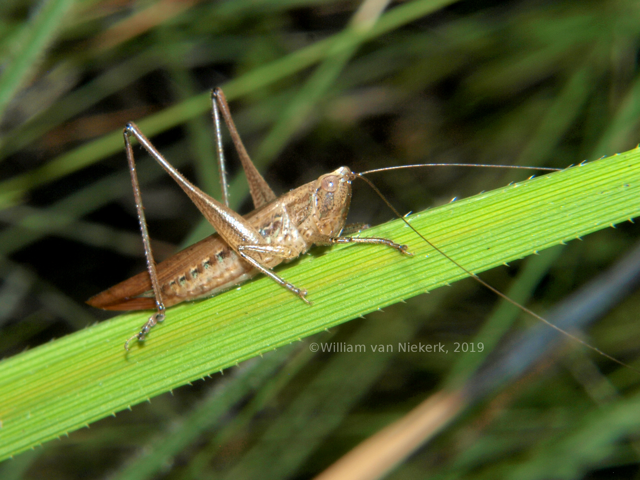 Conocephalus conocephalus