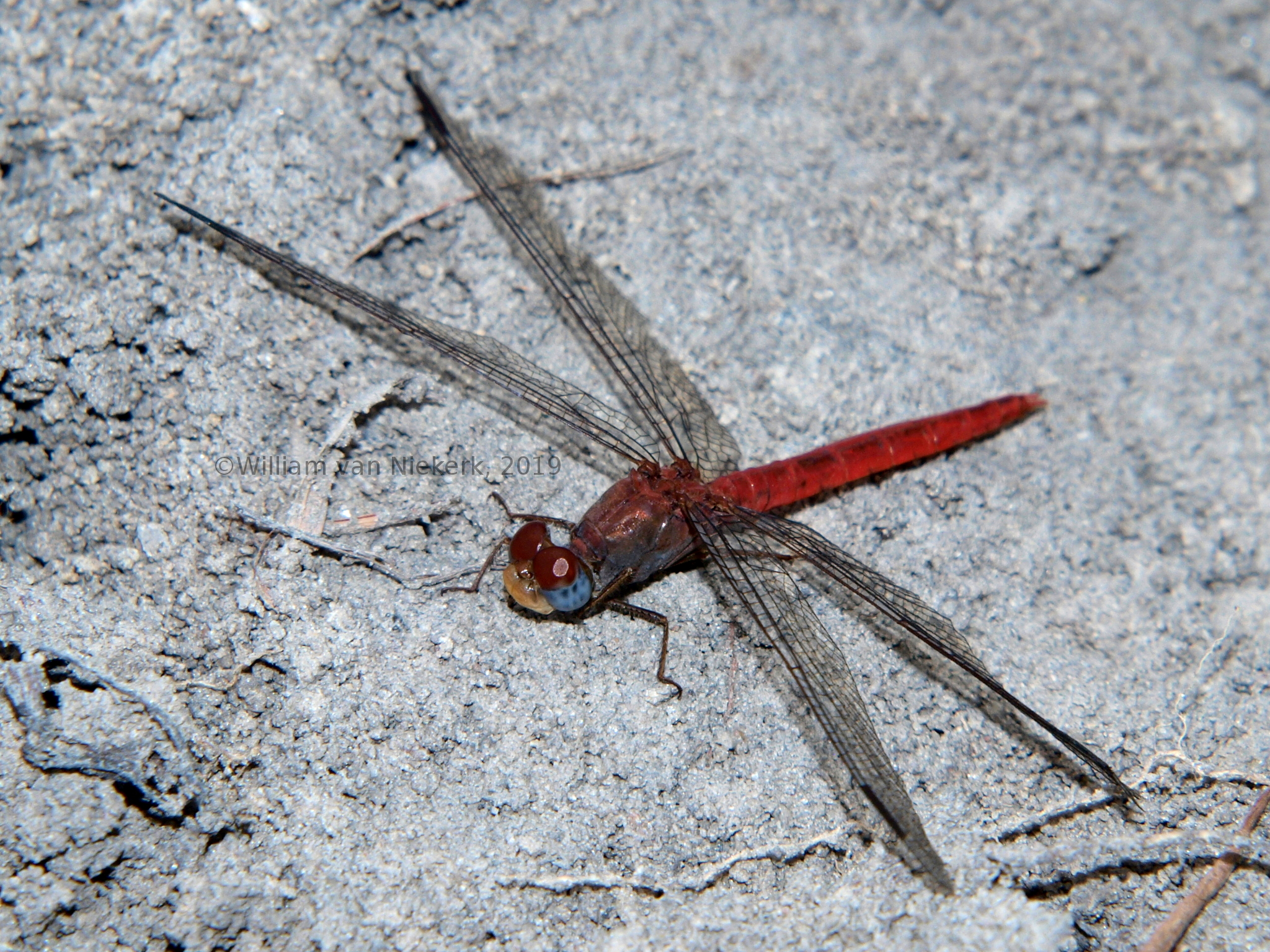 Crocothemis divisa