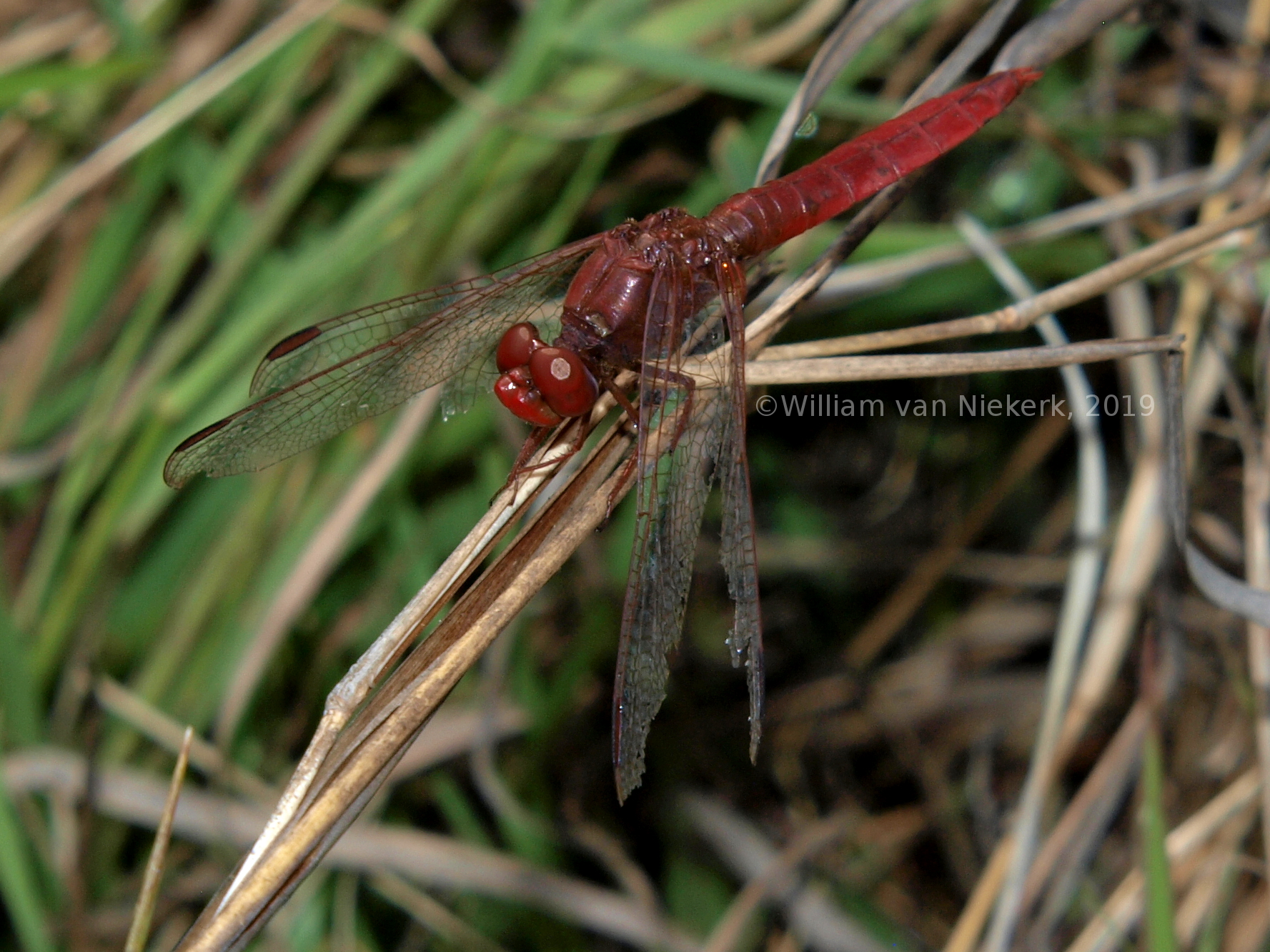 Crocothemis erythraea