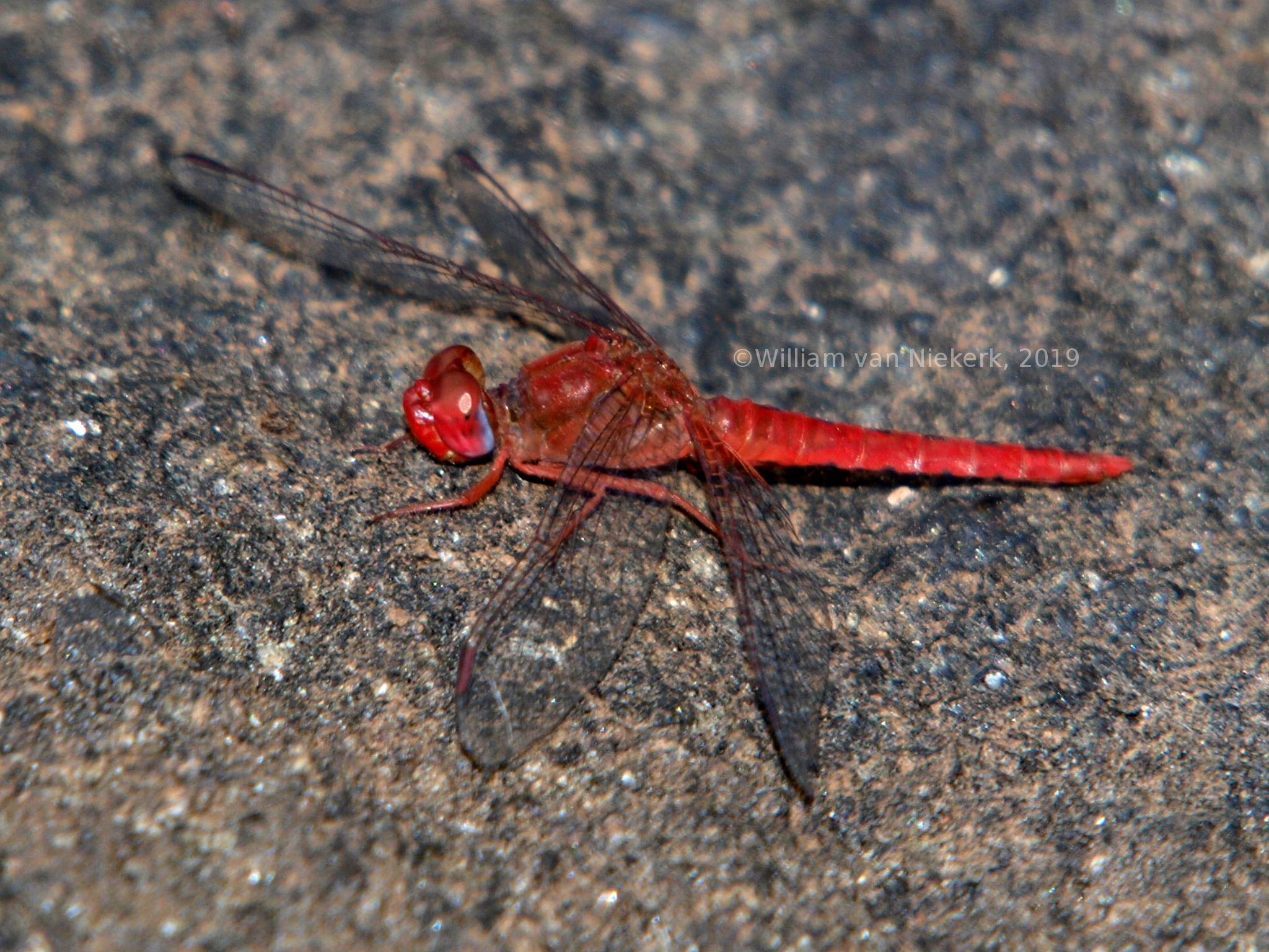 Crocothemis sanguinolenta