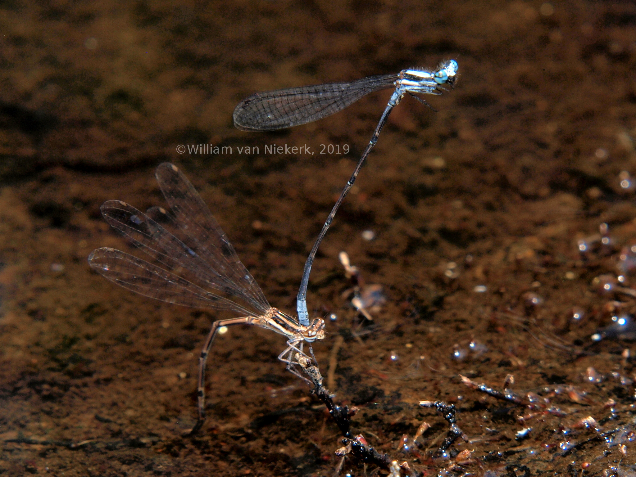 Elattoneura glauca