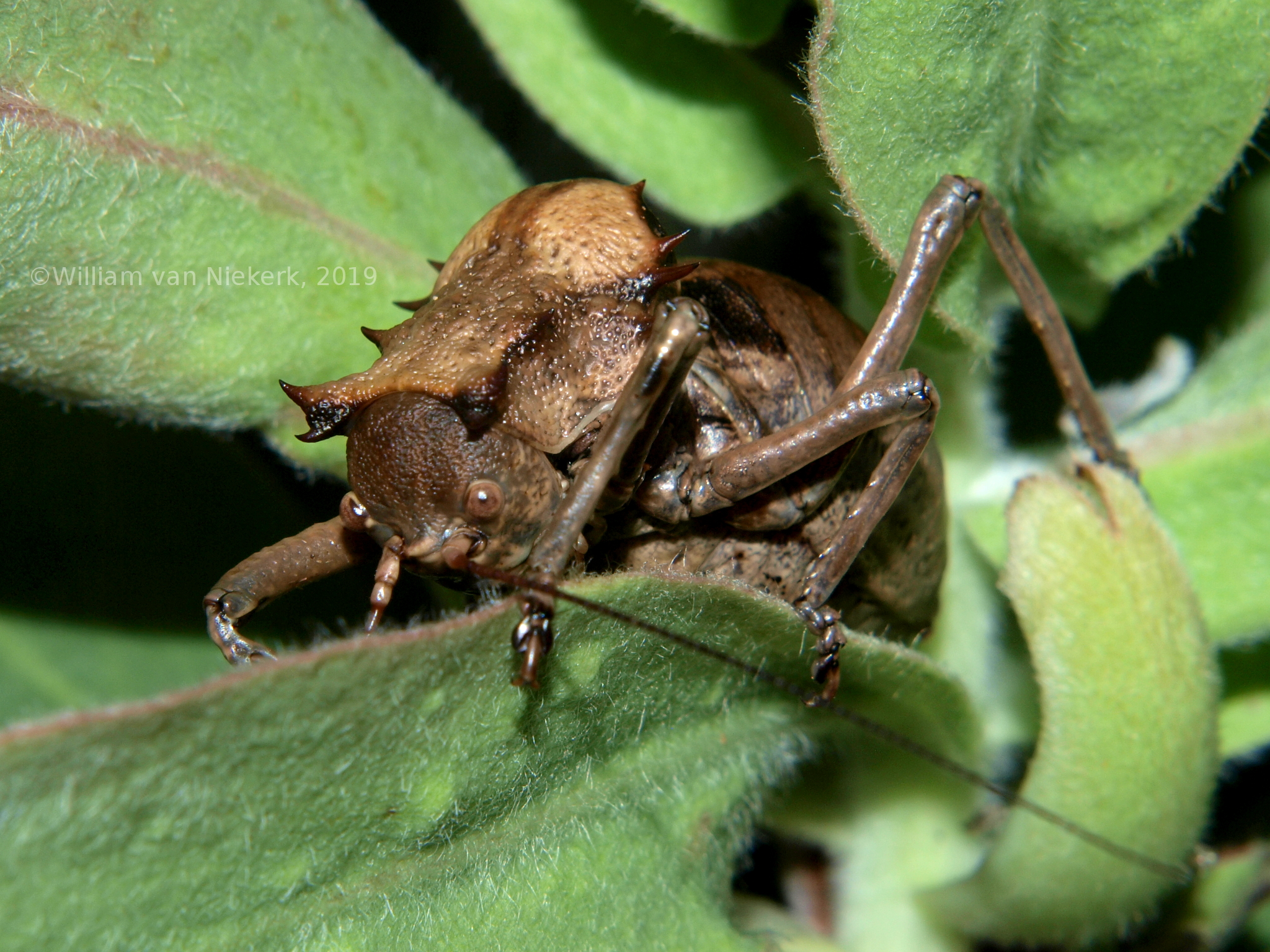 Enyaliopsis parduspes