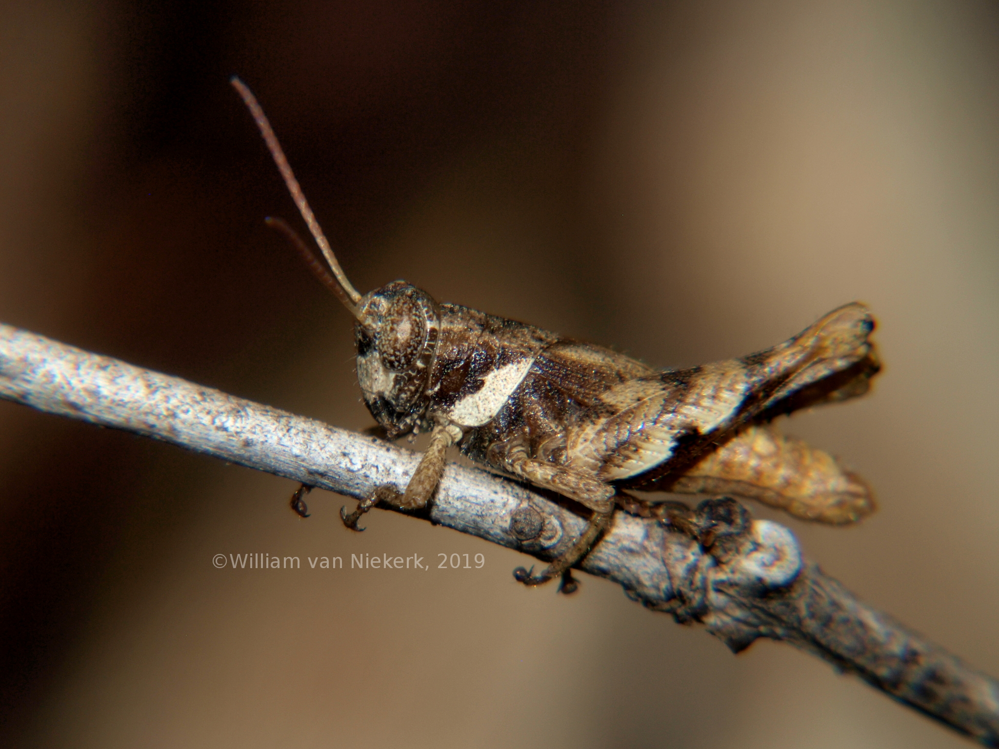 Eucoptacra sheffieldi