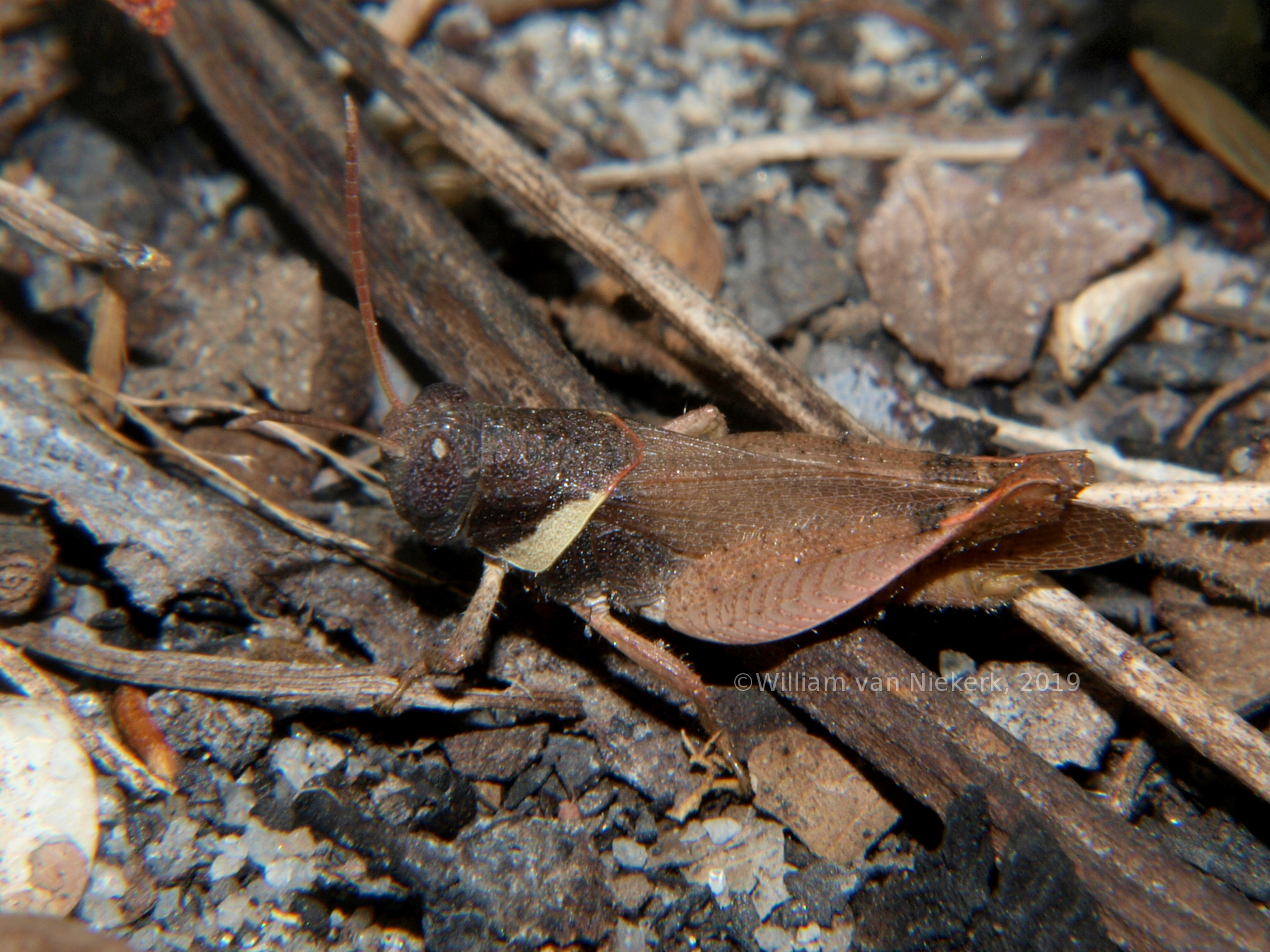 Eucoptacra torquata - male