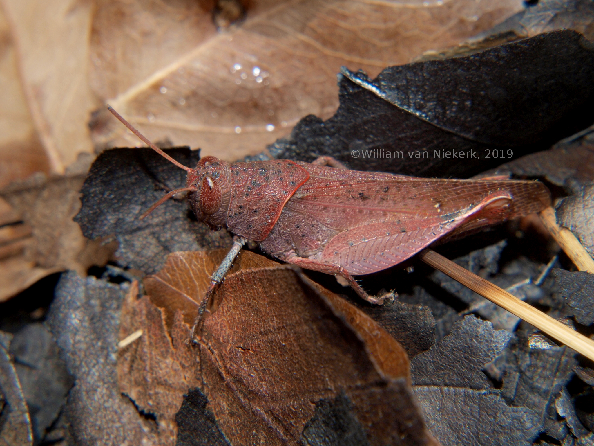 Eucoptacra torquata - female