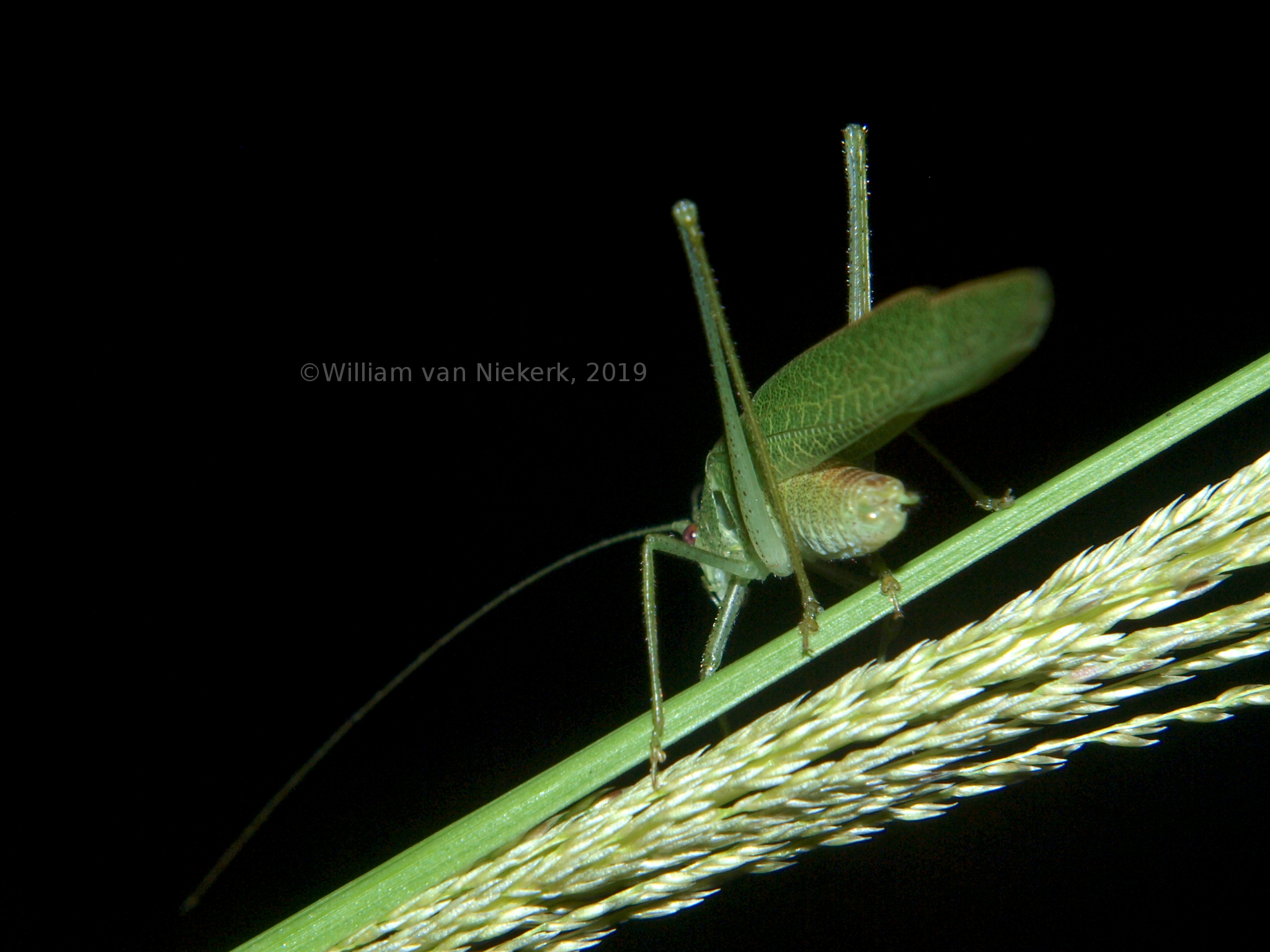 Eulioptera reticulata