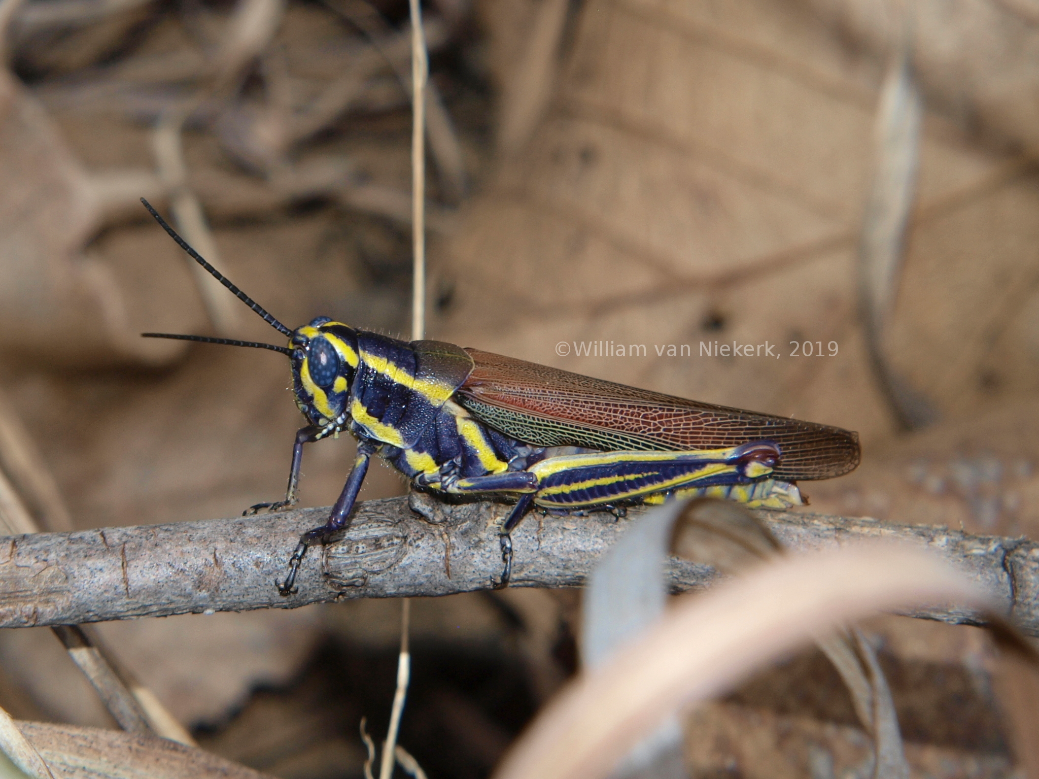 Eupropacris cylindricollis