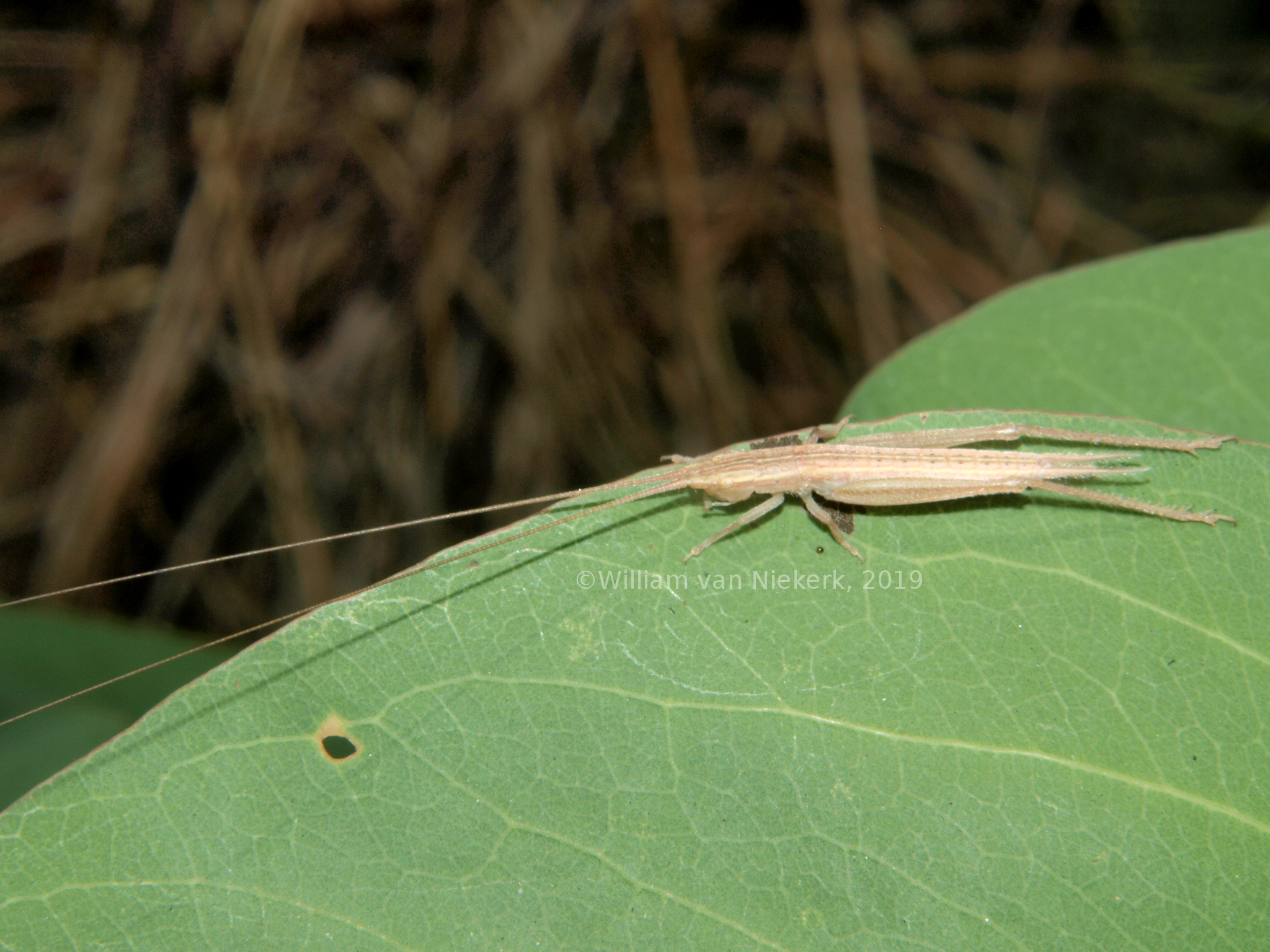 Euryscirtus nymph