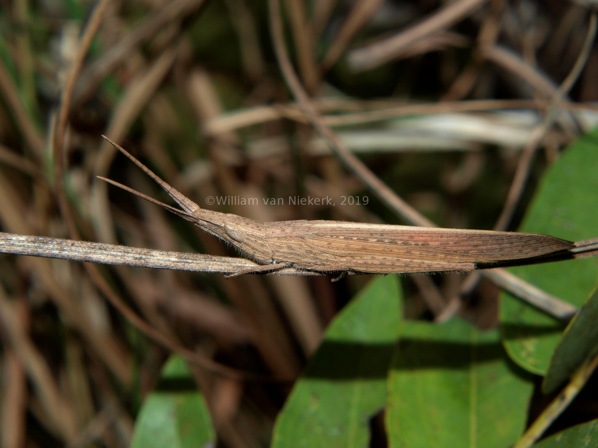 Glyphoclonus miripennis